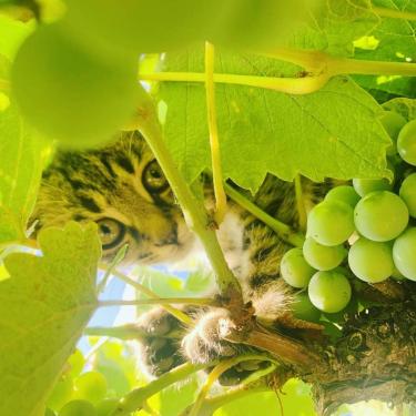 Купить виноградник в Болгарии