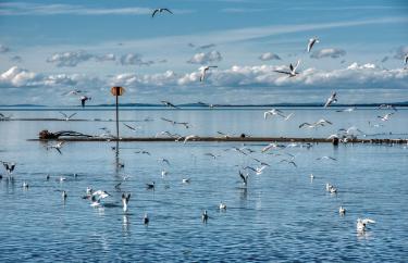 Birds of Burgas