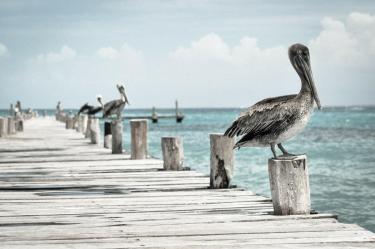 Pelicans in Bulgaria