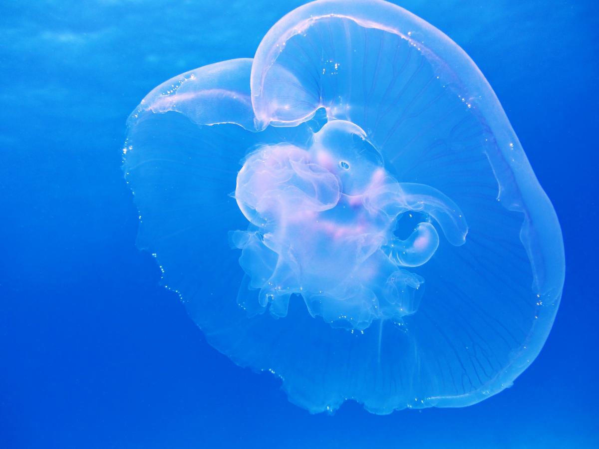 Jellyfish