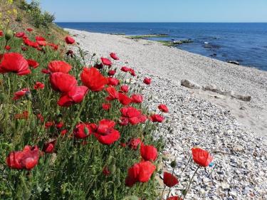 Environmentally clean districts of Burgas