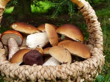 Mushrooms in Bulgaria