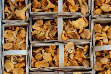 Where in Bulgaria to buy property for a mushroom picker