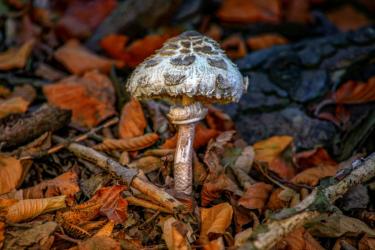Parasol mushroom