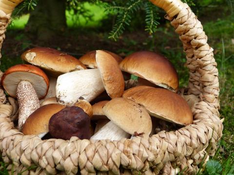 Mushrooms in Bulgaria. Where to buy property for a keen mushroom picker