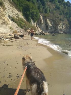 To Bulgaria with a dog