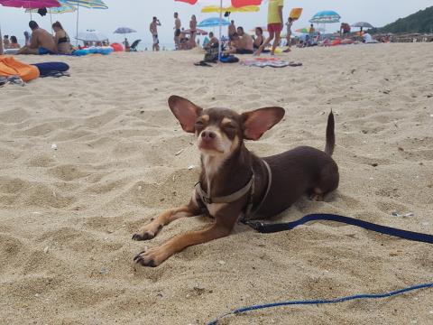 Which accommodation in Bulgaria to choose for living with pets