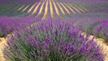 Lavender in Bulgaria