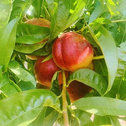 Buy a farm in Bulgaria and start a business