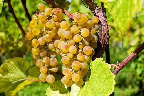 Wine in Bulgaria