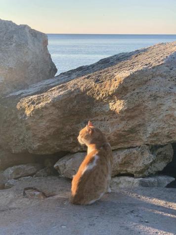 Cats in Bulgaria
