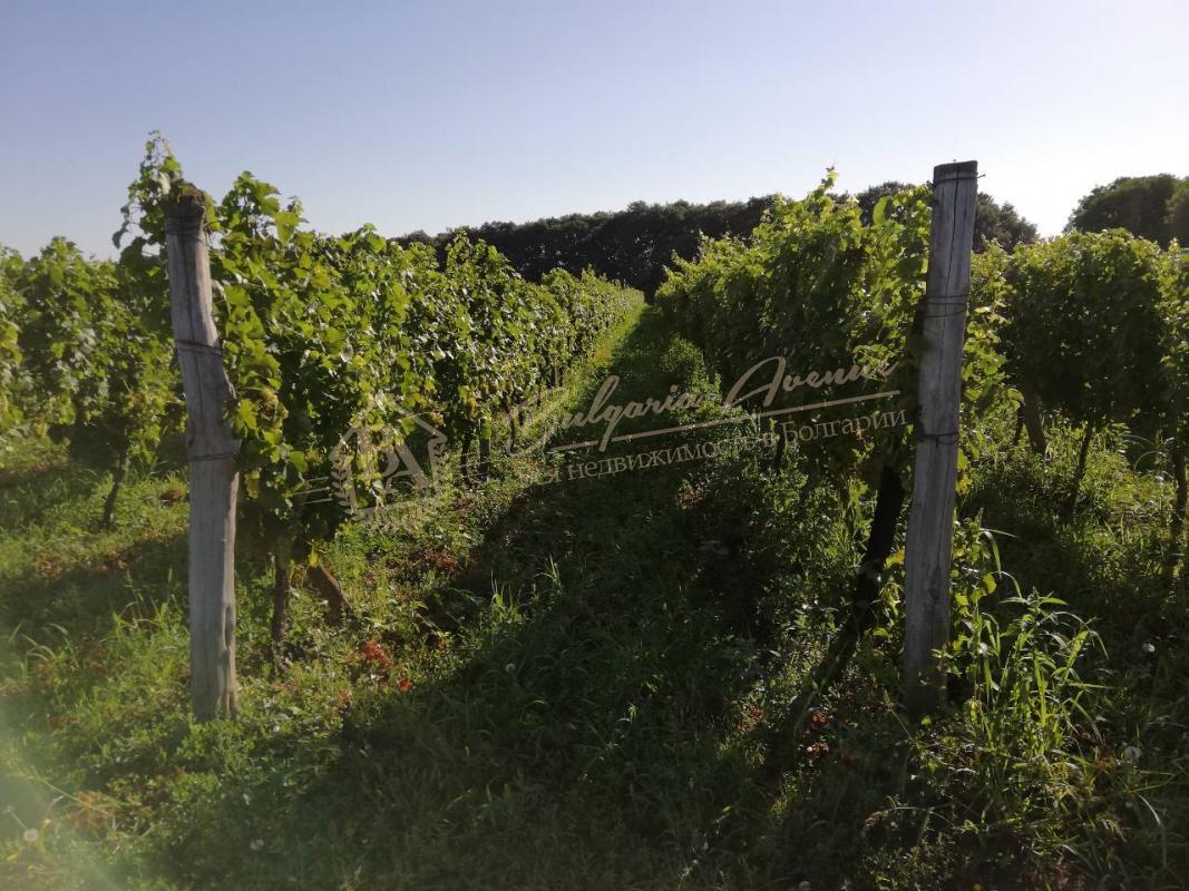 Vineyard Plantations in Excellent Condition in Dobrich Region
