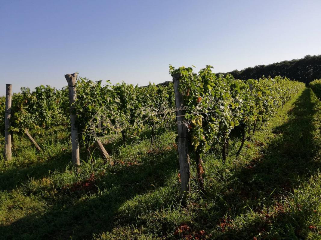Vineyard Plantations in Excellent Condition in Dobrich Region