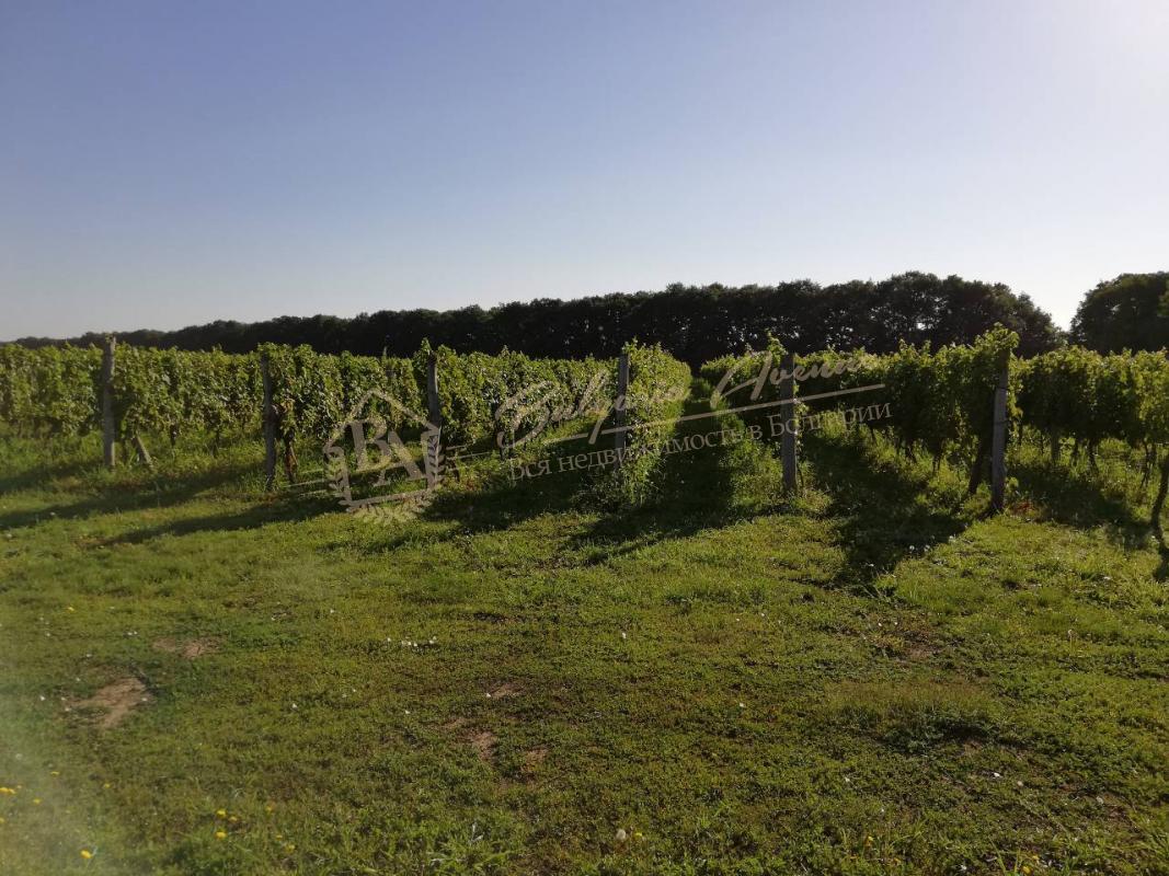 Vineyard Plantations in Excellent Condition in Dobrich Region
