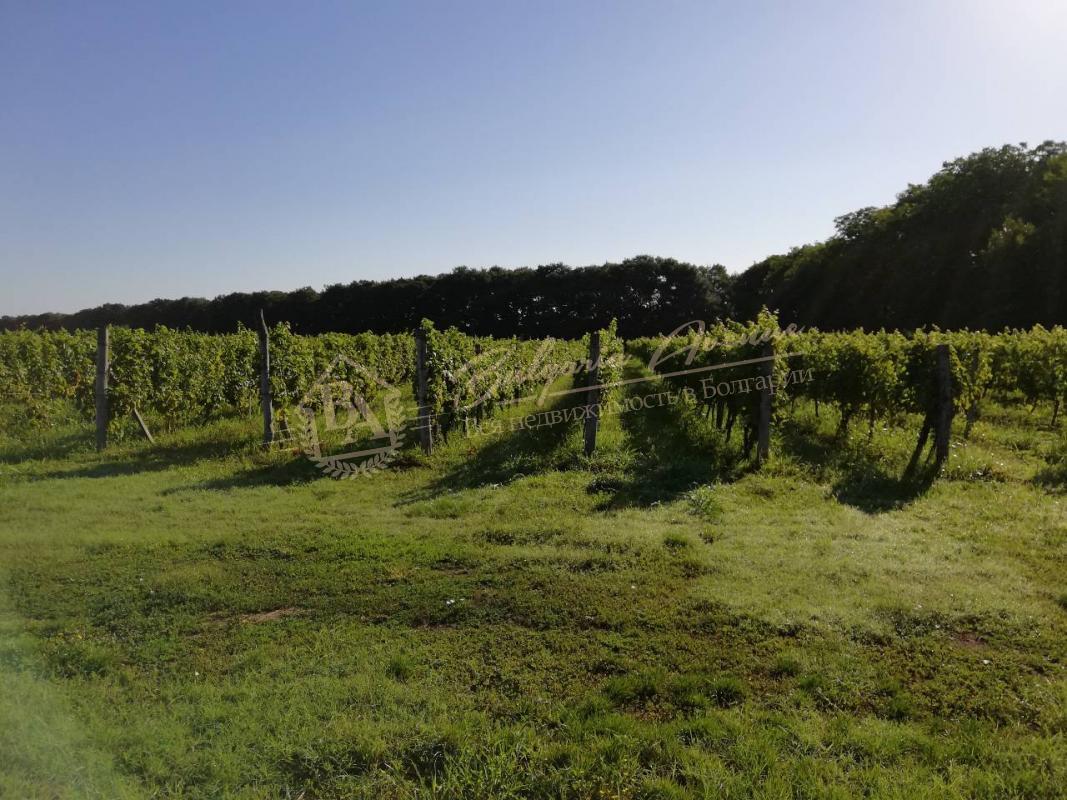 Vineyard Plantations in Excellent Condition in Dobrich Region