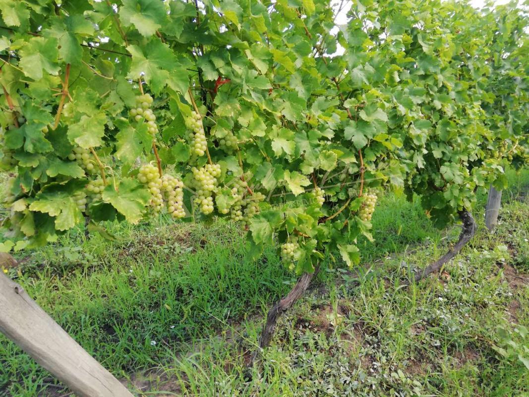 Vineyard Plantations in Excellent Condition in Dobrich Region